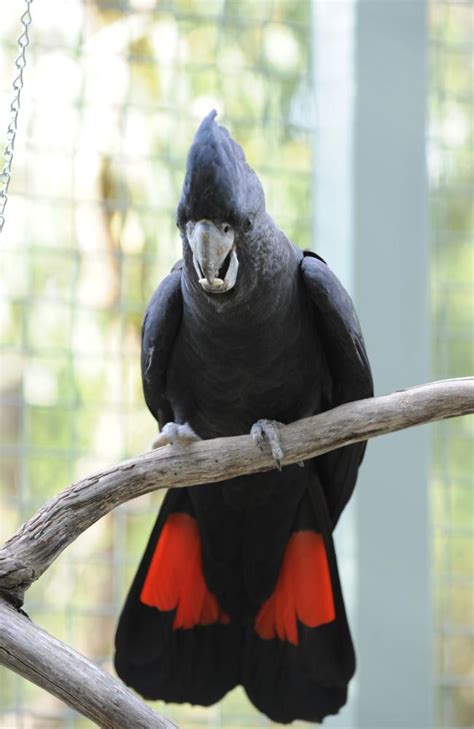 Red-Tailed Black Cockatoo Facts, Care as Pets, Habitat, Diet, Pictures ...