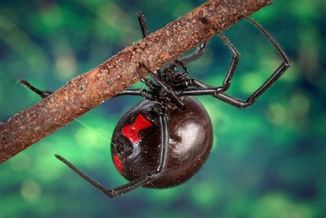 Spider Spotlight: the Black Widow - Sigma Pest Control