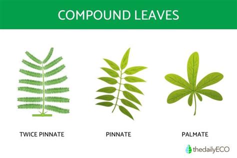 Compound Leaves - Definition, Types and Examples