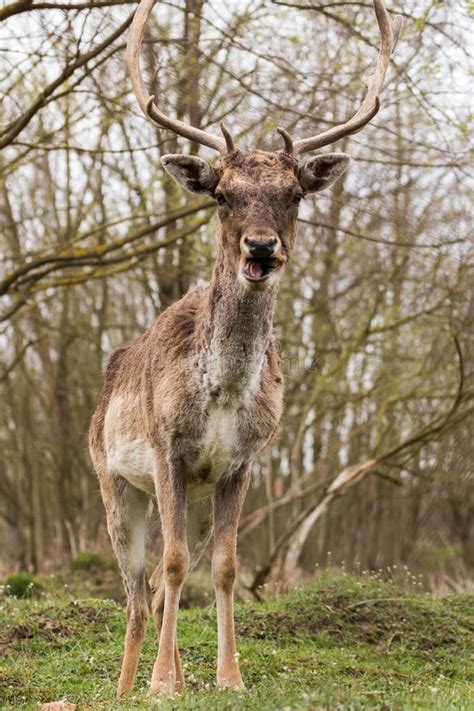 Portrait of a Fallow Deer in the Forest, Beautiful Antlers Feeding it ...