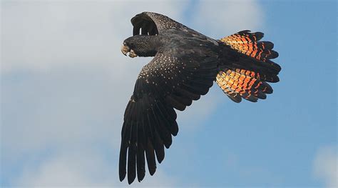 Red-tailed Black-Cockatoo - BirdLife Australia