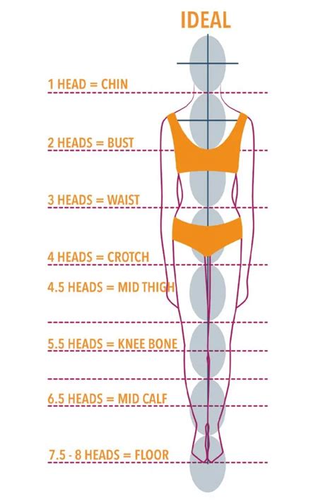 Understanding Body Proportions - The Creative Curator