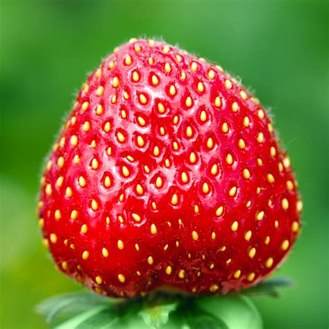 Strawberry Seeds Archives – Strawberry Plants