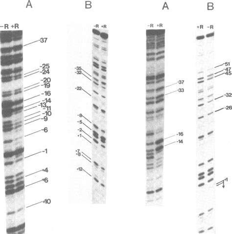 Figure 1 from Interaction between E. coli RNA polymerase and the tetR ...