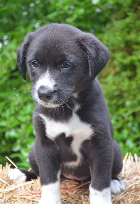 Meet Josie! She is a beautiful 8 week old female, Border Collie/Lab mix ...