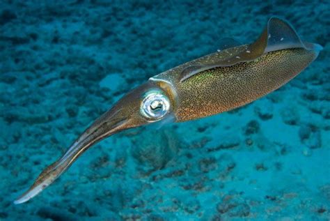 Caribbean Reef Squid Facts - All At Sea - Caribbean