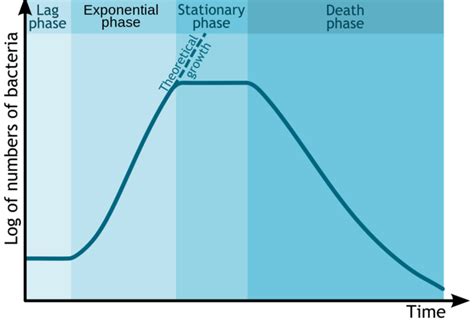 Temperature and Microbial Growth | Boundless Microbiology