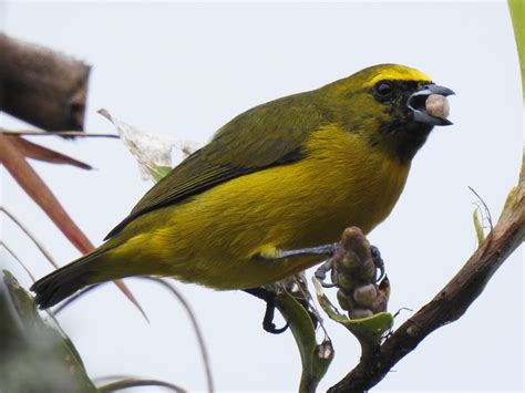 Yellow-crowned Euphonia - eBird