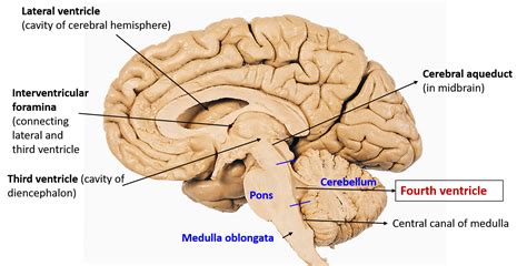 Right Ventricle Structure