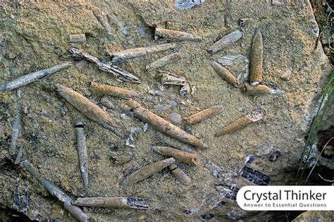 What is a Belemnite Fossil? | Interesting facts about Belemnite fossil ...