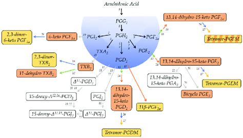 Schematic overview of the prostanoid pathway with the major metabolites ...