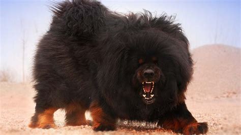 Tibetan Mastiff - Price, Temperament, Life span