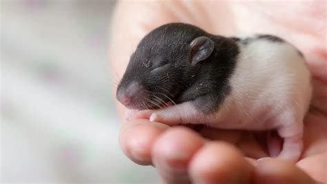 What Does A Baby Rat Look Like? Essential Guide - DIY Rodent Control