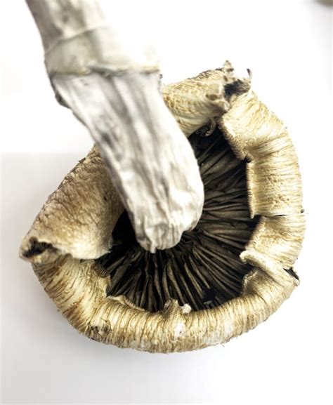 Buy Lizard King Mushrooms - Lizard King Psilocybe Cubensis ...