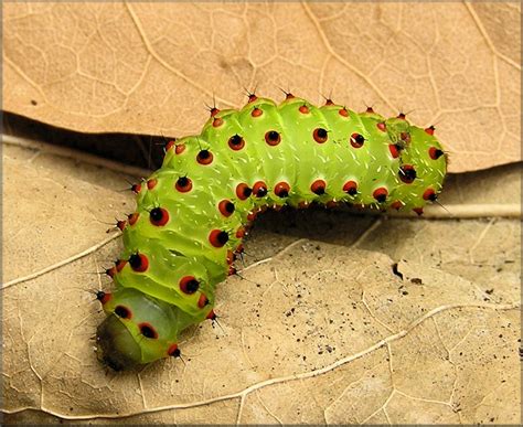 Luna Moth [Actias luna] Caterpillar