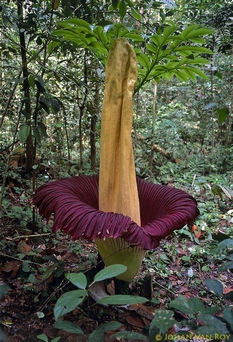 Perbedaan Bunga Bangkai dan Bunga Raflesia Arnoldi ~ Kantor ...