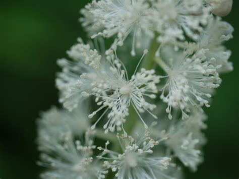 Black cohosh or something else? | Identify that Plant