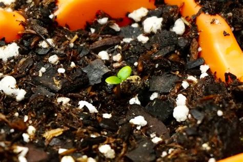 Germinating Strawberry Seeds (As Quick As 5 Days!)