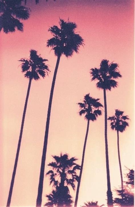 Palm trees | Pink sky, Palm trees, Summer