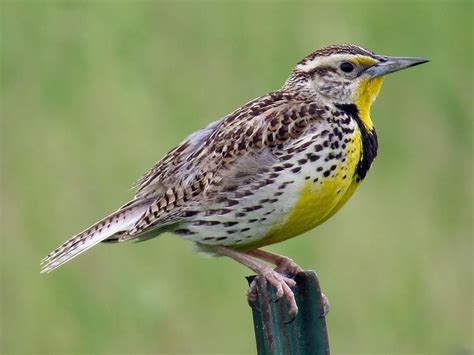 Western Meadowlark Breeding adult | Meadowlark, Ornithology, Beautiful ...