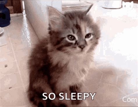 Sleepy Cat GIF - Sleepy Cat Cute - Discover & Share GIFs