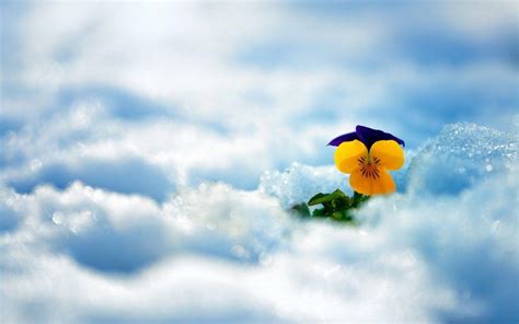 Spring Snow Wallpapers - Top Free Spring Snow Backgrounds - WallpaperAccess