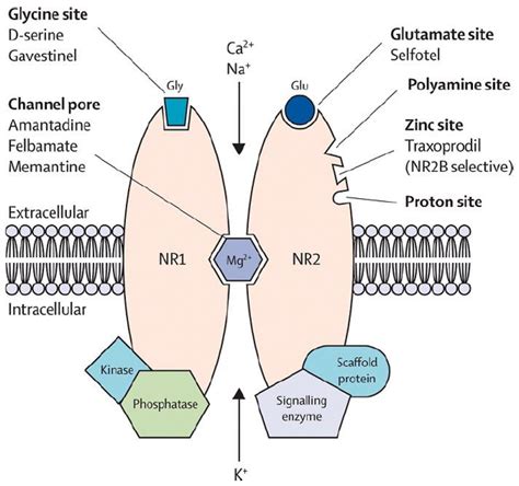 Nutrients | Free Full-Text | The Role of Magnesium in Neurological ...