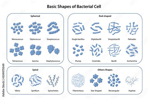 Set of basic shapes and arrangements of bacteria. Morphology ...