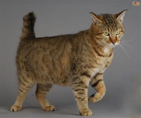 6 Large Domestic Cat Breeds With Wild Relatives | Pets4Homes