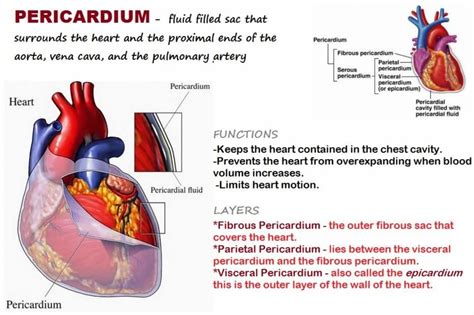 Pericardium | Studying medicine, Human heart anatomy, Heart function