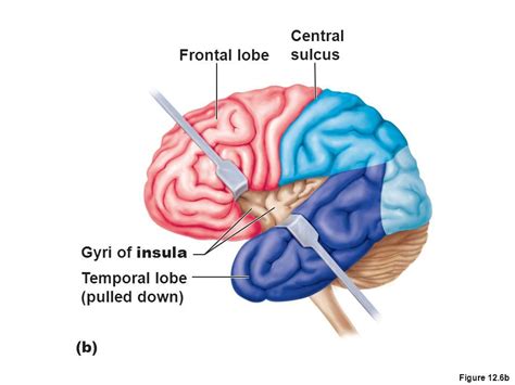 The Function Of Insular Lobe