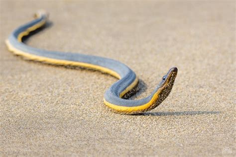 Yellow-bellied Sea Snake | © MD ROKIBUL HASAN Please seek pe… | Flickr