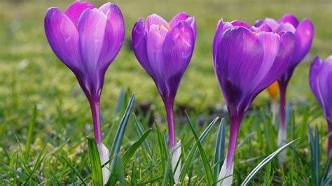 How to plant crocus bulbs: for a pretty springtime display | Homes ...