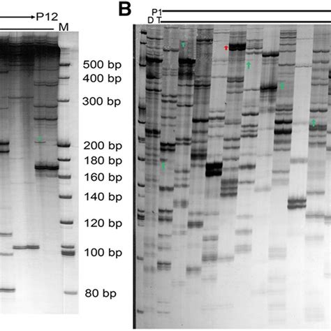 Identification of the autopolyploid P. grandiflorum plants. a–d Plant ...