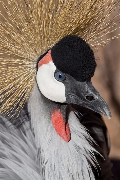 East African Crowned Crane - Denver Zoo