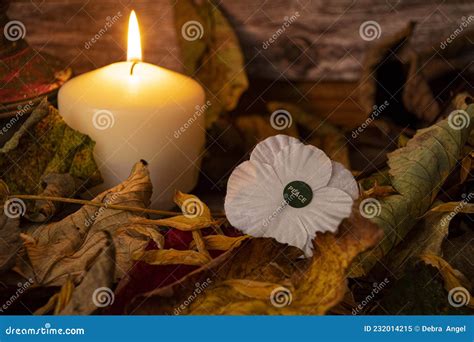 White Poppy Peace of Armistice Day Symbol of Peace Stock Image - Image ...