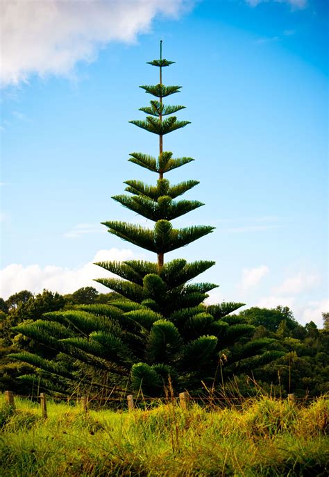 planting pine trees nz - Chock-Full E-Zine Frame Store