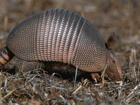 Armadillo Facts