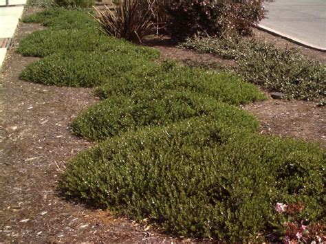 Emerald Carpet Manzanita (Arctostaphylos 'Emerald Carpet') | California ...