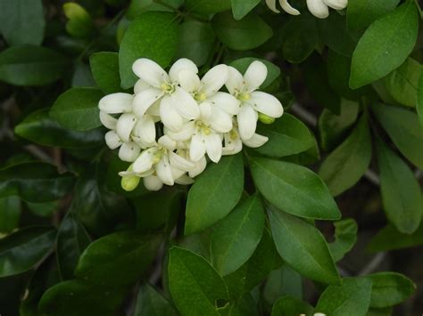 Buy Murraya paniculata, vengarai, kadarkonji, கடற்கொஞ்சி-Live plant ...