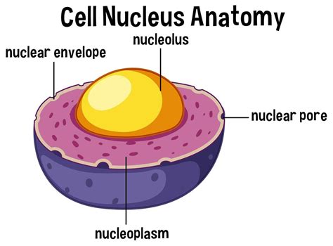 Animal cell nucleus anatomy 696109 Vector Art at Vecteezy