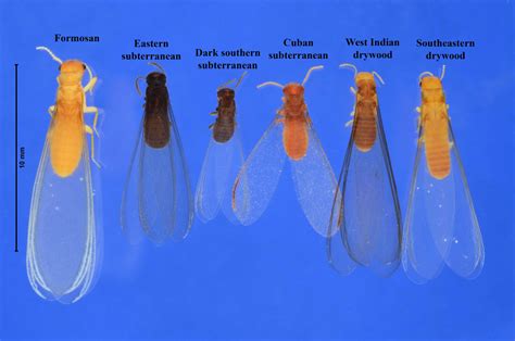 Termite Swarms - UF/IFAS Extension Monroe County