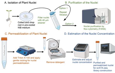 Isolation of Plant Nuclei Compatible with Microfluidic Single-nucleus ...