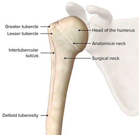 Shoulder Joint: Anatomy | Concise Medical Knowledge