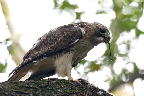 Rest in Peace, Pale Male - Urban Hawks