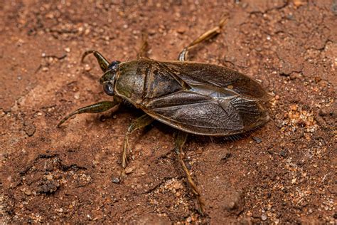 Discover the Water Bug That Looks Like a Cockroach (But Is Quite ...