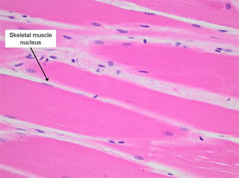 Skeletal Muscle Tissue Under Microscope