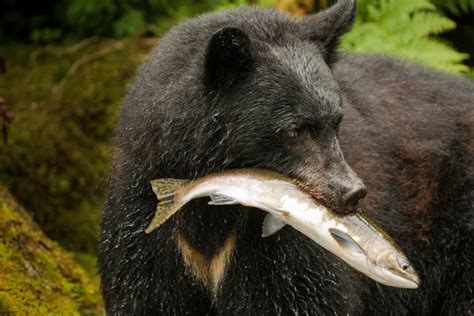 What Do Black Bears Eat? Discover The Black Bear Diet - WildlifeTrip