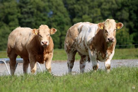 Reap the rewards of buying a Christmas cracker Charolais - Agriland.ie