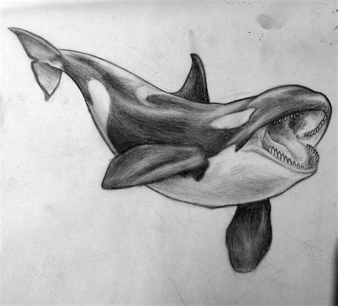 Killer Whale Pencil Drawing